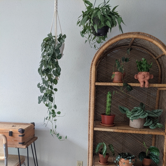 🚫SOLD Three Macrame Plant Hangings - Picture 8 of 9